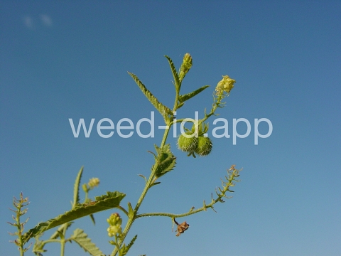 noseburn, nettleleaf